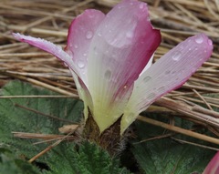 Acaulimalva engleriana