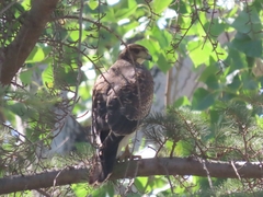 Parabuteo unicinctus unicinctus