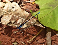 Argia serva