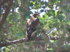 Parabuteo unicinctus unicinctus