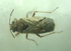 Nysius