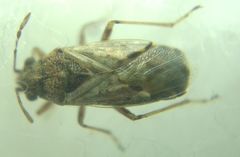 Nysius