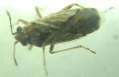 Nysius