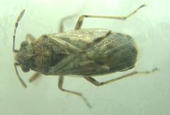 Nysius