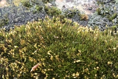 Ptychomitrium incurvum
