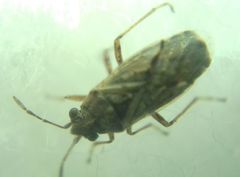Nysius