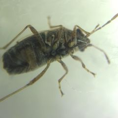 Nysius