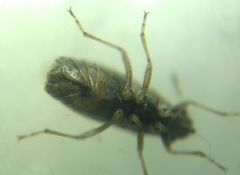Nysius