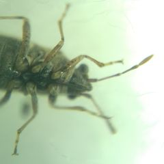 Nysius