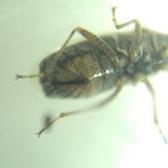 Nysius
