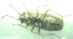 Nysius