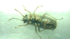 Nysius
