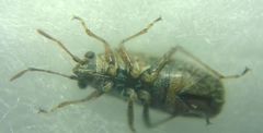 Nysius
