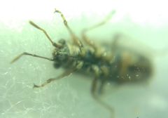 Nysius