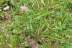 Erigeron ursinus