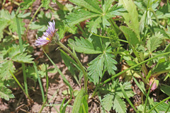 Erigeron ursinus