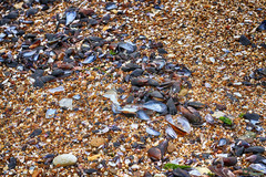 Mytilus galloprovincialis