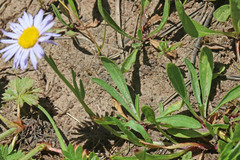 Erigeron ursinus