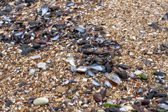 Mytilus galloprovincialis