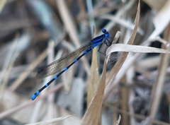 Argia serva