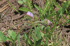 Erigeron ursinus