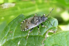 Heterogaster cathariae