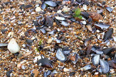 Mytilus galloprovincialis