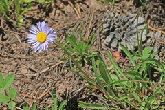 Erigeron ursinus
