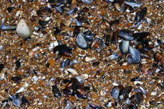 Mytilus galloprovincialis