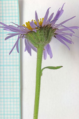 Erigeron ursinus