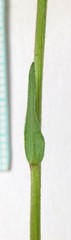 Erigeron ursinus