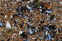 Mytilus galloprovincialis