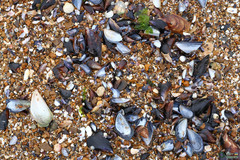 Mytilus galloprovincialis