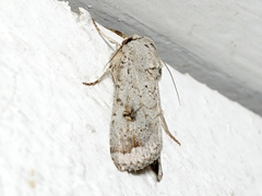 Proteuxoa amaurodes