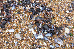 Mytilus galloprovincialis