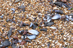 Mytilus galloprovincialis