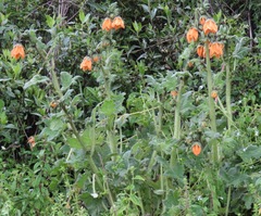 Nasa ranunculifolia macrantha