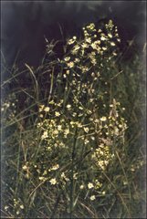 Toxicoscordion fontanum