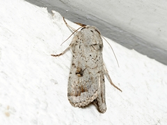 Proteuxoa amaurodes