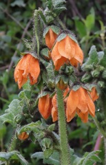 Nasa ranunculifolia macrantha