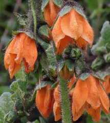 Nasa ranunculifolia macrantha