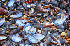 Mytilus galloprovincialis