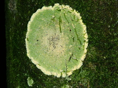 Herpothallon aurantiacoflavum