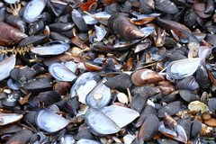 Mytilus galloprovincialis