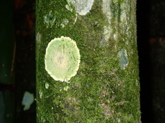 Herpothallon aurantiacoflavum