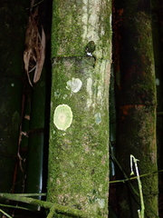 Herpothallon aurantiacoflavum