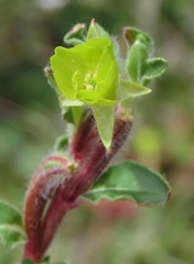 Oenothera multicaulis