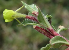 Oenothera multicaulis