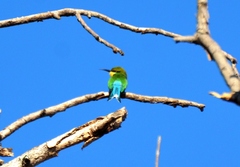 Merops hirundineus furcatus