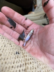 Notropis ammophilus